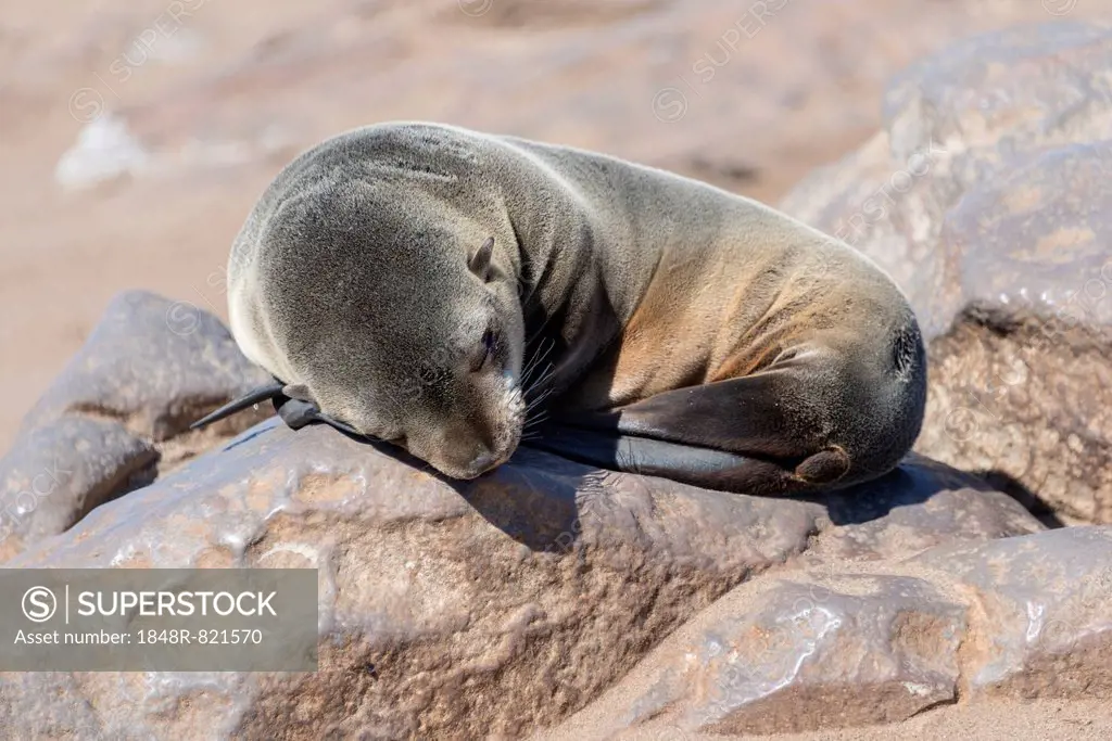 Young Brown Fur Seal or Cape Fur Seal (Arctocephalus pusillus) sleeping on a rock, Dorob National Park, Cape Cross, Namibia