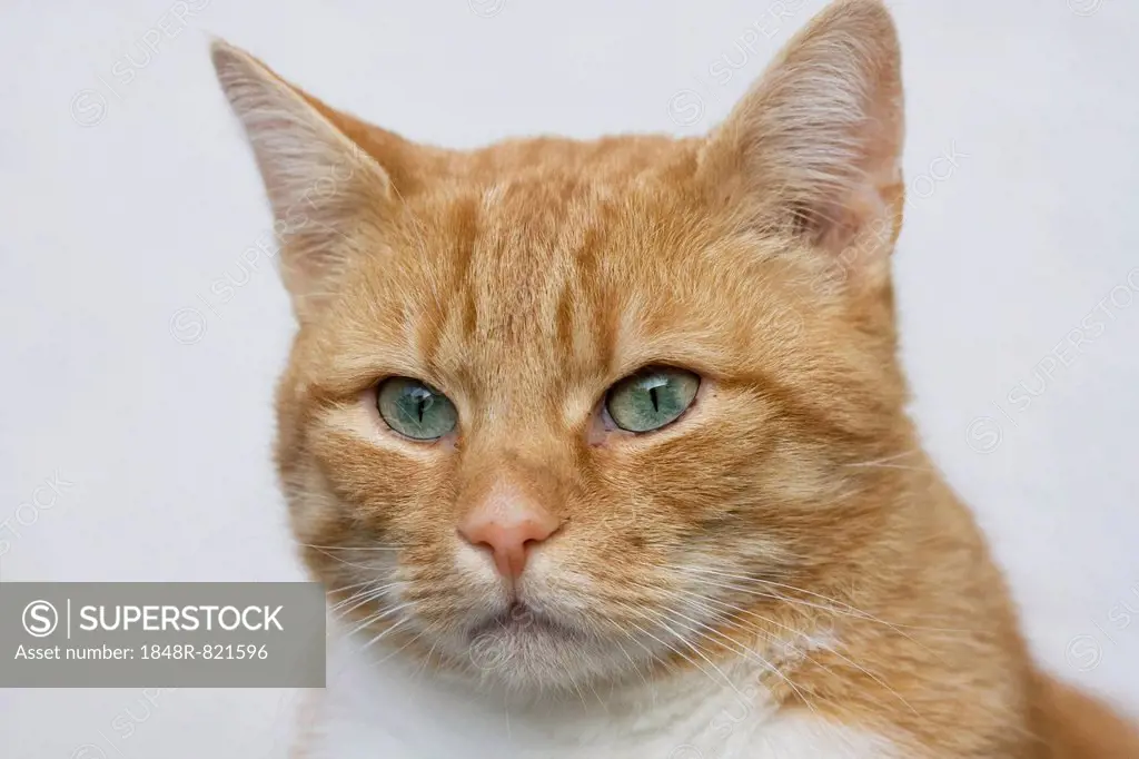 Domestic Cat (Felis silvestris catus), red tabby, portrait, Germany