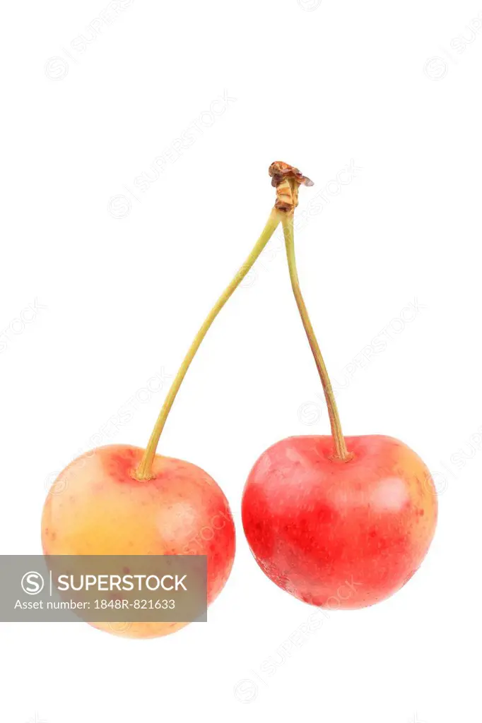 Sweet cherries of the variety Große Prinzessin
