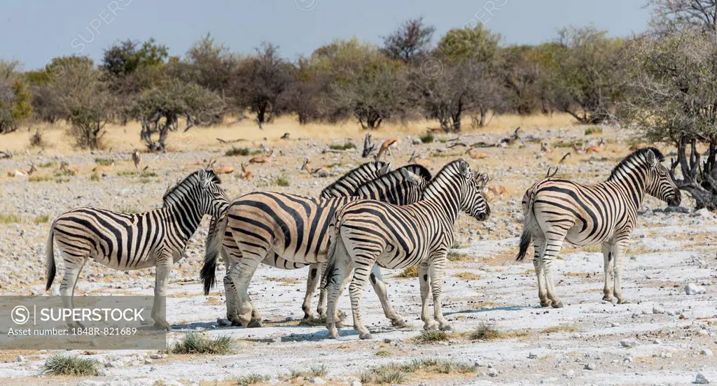 Plains zebras (Equus quagga), Etosha National Park, Namibia