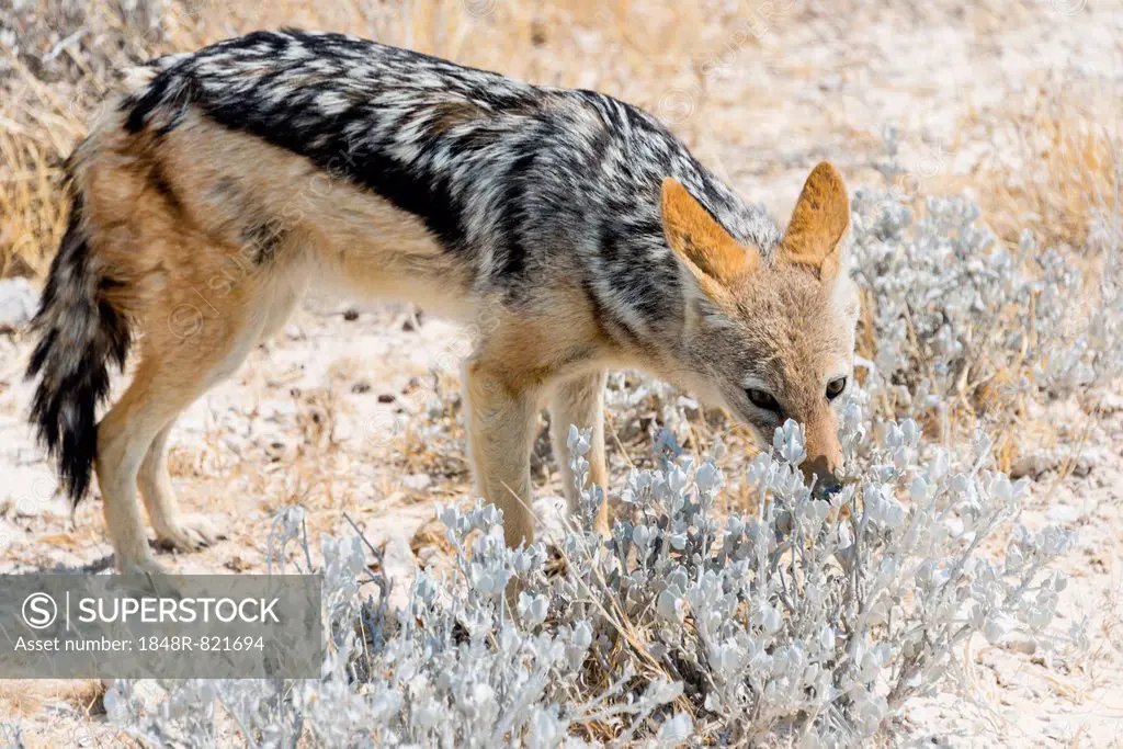 Black-backed Jackal (Canis mesomelas), Etosha National Park, Namibia