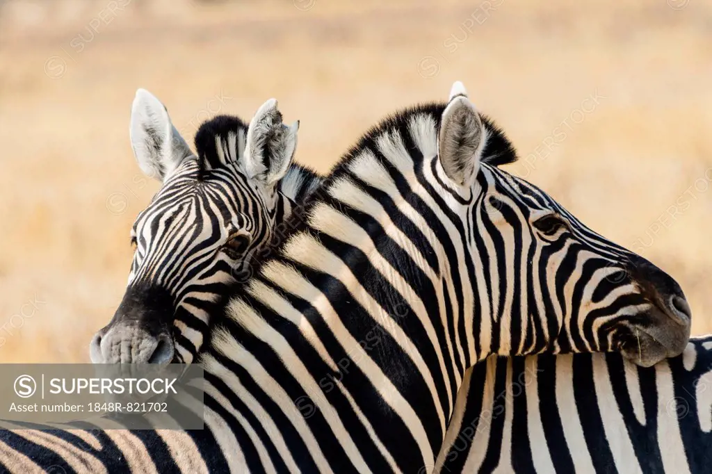 Plains Zebras (Equus quagga), Etosha National Park, Namibia