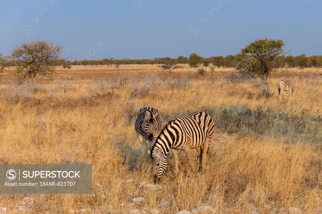 Plains zebras (Equus quagga), Etosha National Park, Namibia