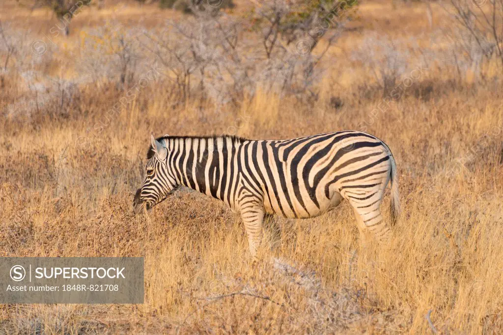 Plains zebra (Equus quagga), Etosha National Park, Namibia