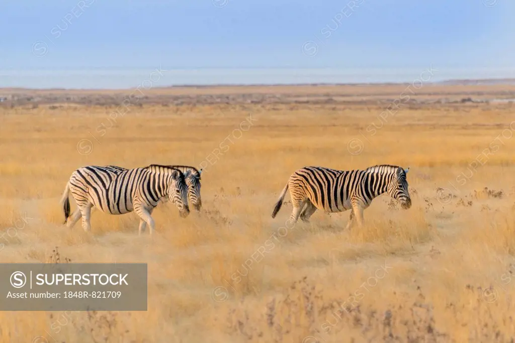 Plains zebras (Equus quagga), Etosha National Park, Namibia
