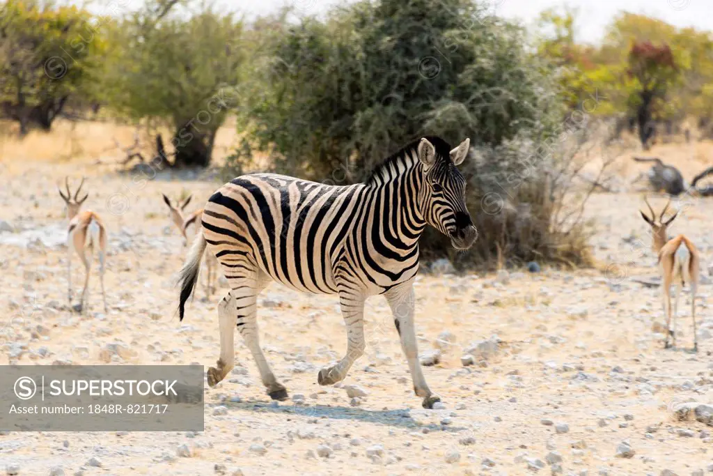 Plains Zebra (Equus quagga), Etosha National Park, Namibia