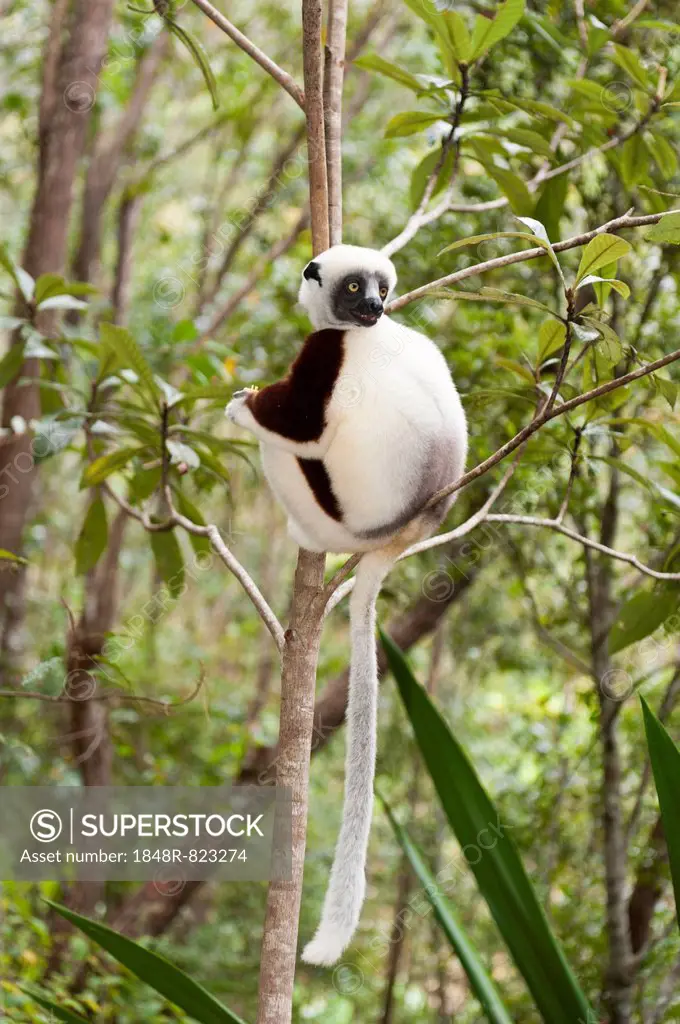 Coquerel's Sifaka or Crowned Sifaka (Propithecus coquereli), male, sitting on a branch in a forest, Exotic Park, Peyriar, near Andasibe, Madagascar