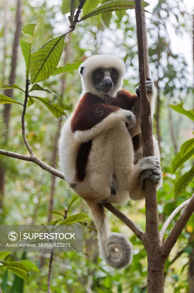 Coquerel's Sifaka or Crowned Sifaka (Propithecus coquereli), male, sitting on a branch in a forest, with a curled tail, Exotic Park, Peyriar, near And...