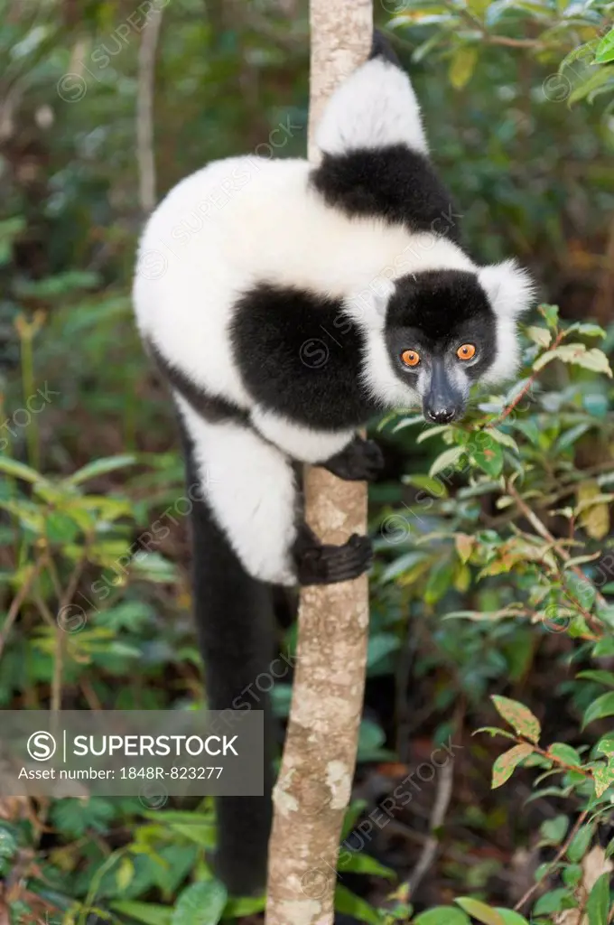 Black-and-white Ruffed Lemur (Varecia variegata), clinging to a thin tree trunk, Vakona Park, Madagascar