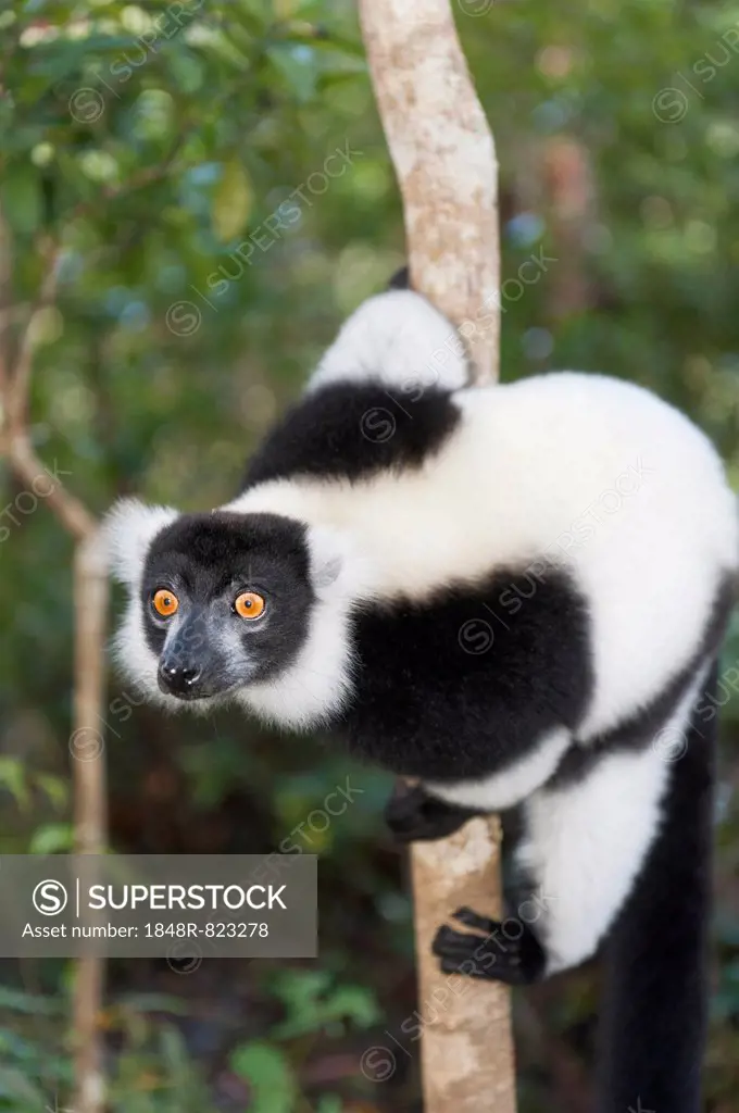 Black-and-white Ruffed Lemur (Varecia variegata), with piercing eyes, clinging to a thin tree trunk, Vakona Park, Madagascar