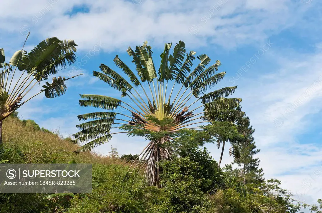 Traveller's Tree or Traveller's Palm (Ravenala madagascariensis) in its natural habitat near Manakara, Madagascar