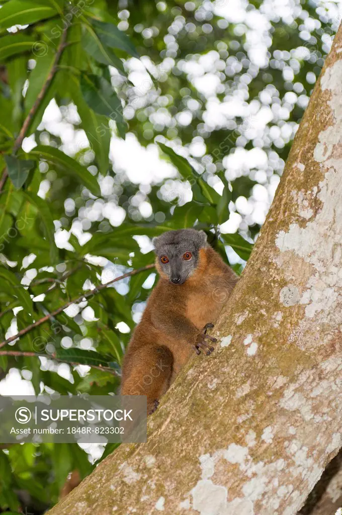 Collared Brown Lemur or Red-collared Lemur (Eulemur collaris) on a tree trunk, Nakampoana Nature Reserve, Madagascar