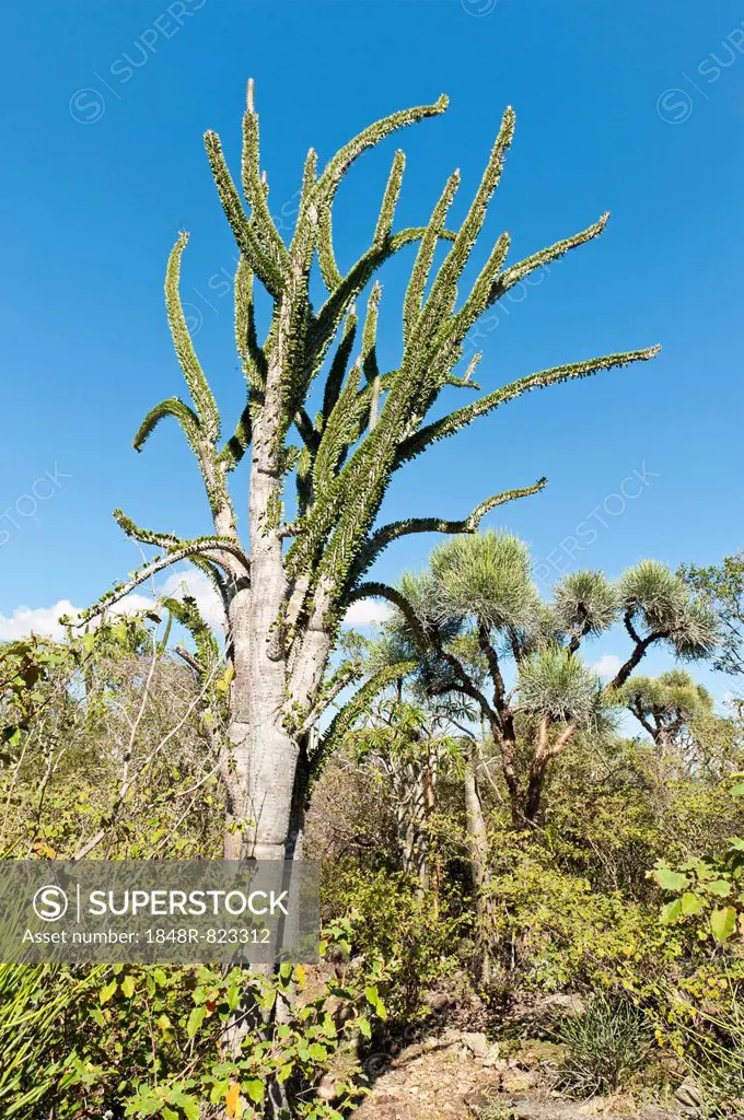 Madagascan Ocotillo or Alluaudia (Alluaudia procera), Didiereaceae, Andohahela National Park, near Fort-Dauphin or Tolagnaro, Madagascar