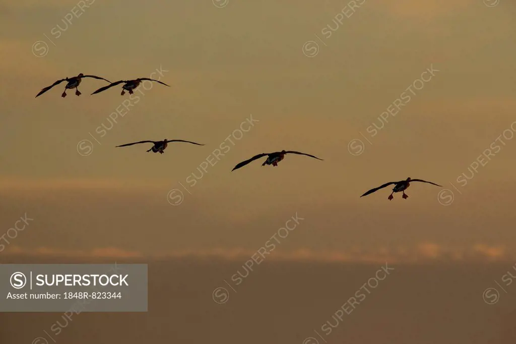 Greater White-fronted Geese (Anser albifrons) in flight, Bislicher Insel nature reserve, North Rhine-Westphalia, Germany