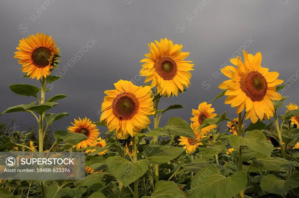 Sunflower field, Sunflowers (Helianthus annuus), storm clouds, Schleswig-Holstein, Germany