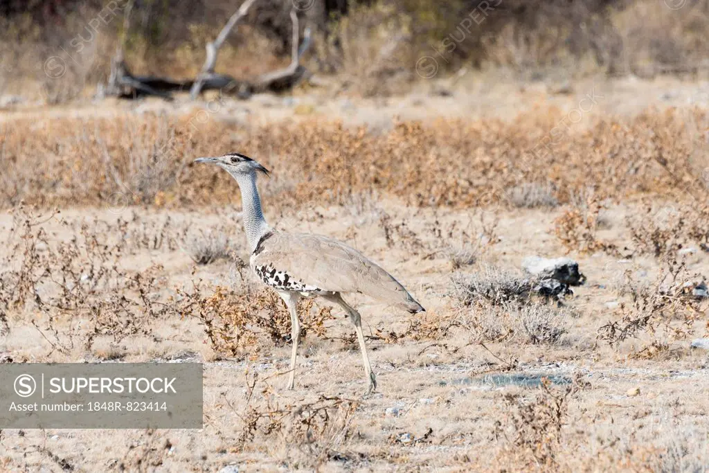 Kori Bustard (Ardeotis kori), Etosha National Park, Namibia