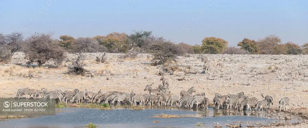 Plains zebras (Equus quagga), herd drinking at the Homob waterhole, Etosha National Park, Namibia