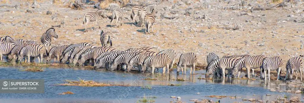 Plains zebras (Equus quagga), herd drinking at the Homob waterhole, Etosha National Park, Namibia
