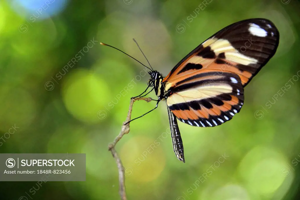 Tropical butterfly, probably Melinaea ethra, rainforest, Ilha Grande, State of Rio de Janeiro, Brazil