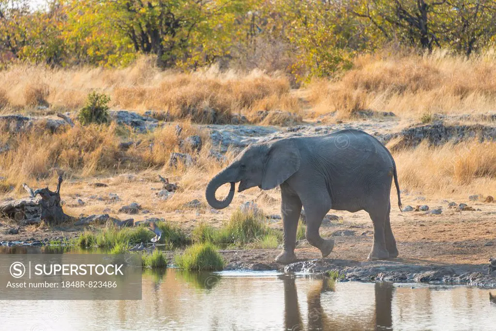Young African Elephant (Loxodonta africana) drinking at the Nuamses waterhole, Etosha National Park, Namibia