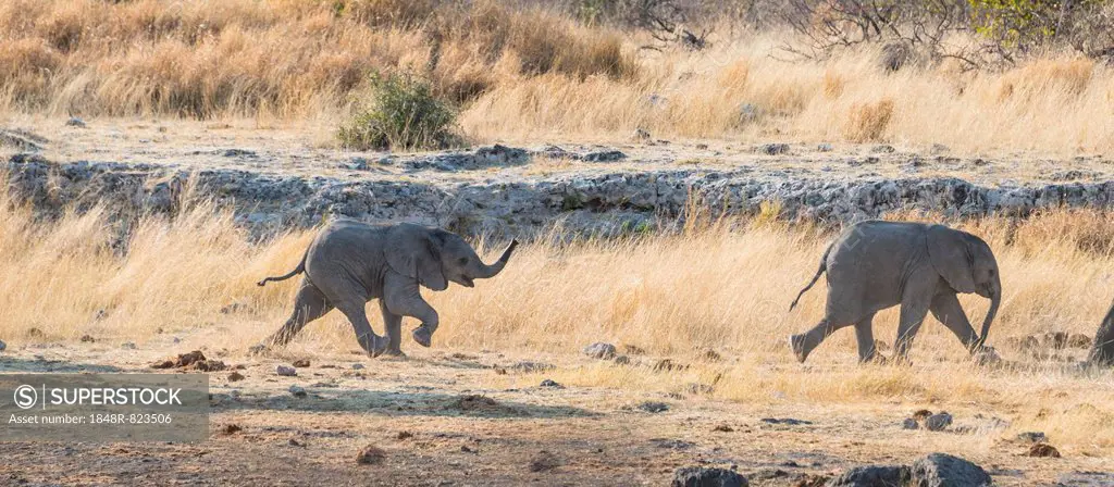 Two young African Elephants (Loxodonta africana), calves walking near the Nuamses waterhole, Etosha National Park, Namibia