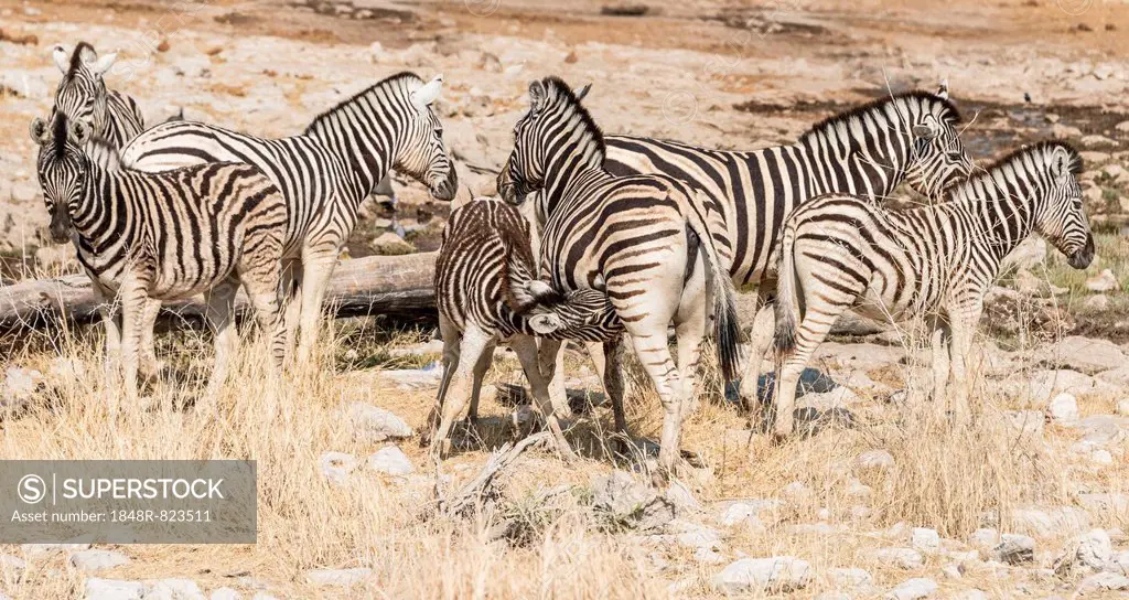 Herd of Plains Zebras or Burchell's Zebras (Equus burchellii), Etosha National Park, Namibia