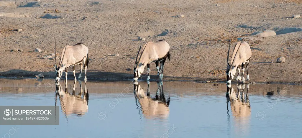 Gemsboks (Oryx gazella) drinking at the Chudop waterhole, Etosha National Park, Namibia