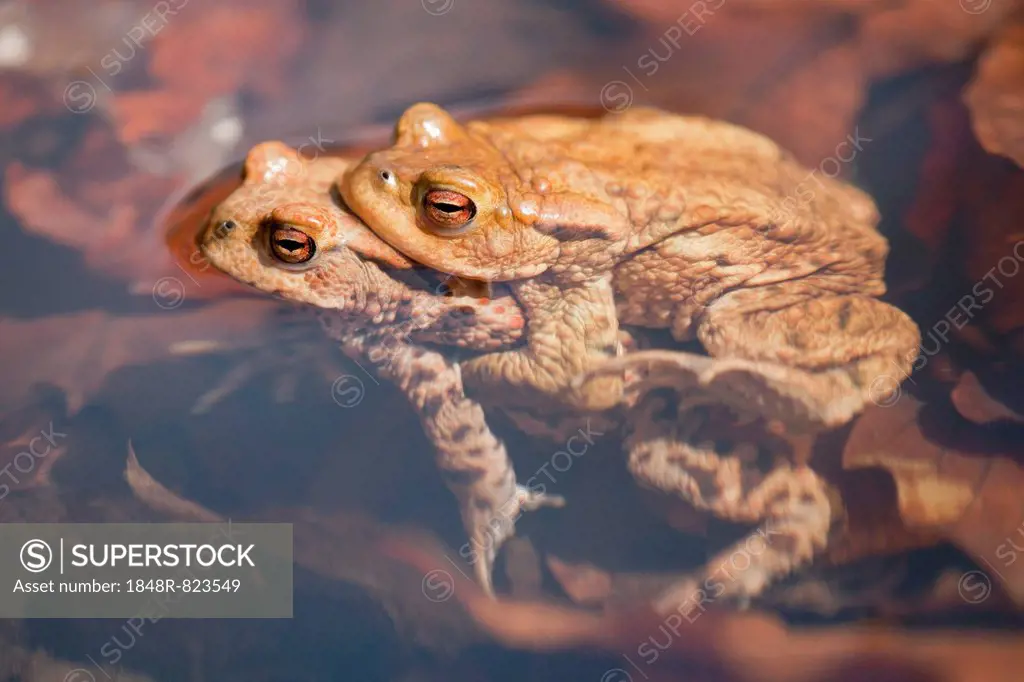 Common Toads (Bufo bufo), mating, male clasping a female, amplexus, Thuringia, Germany