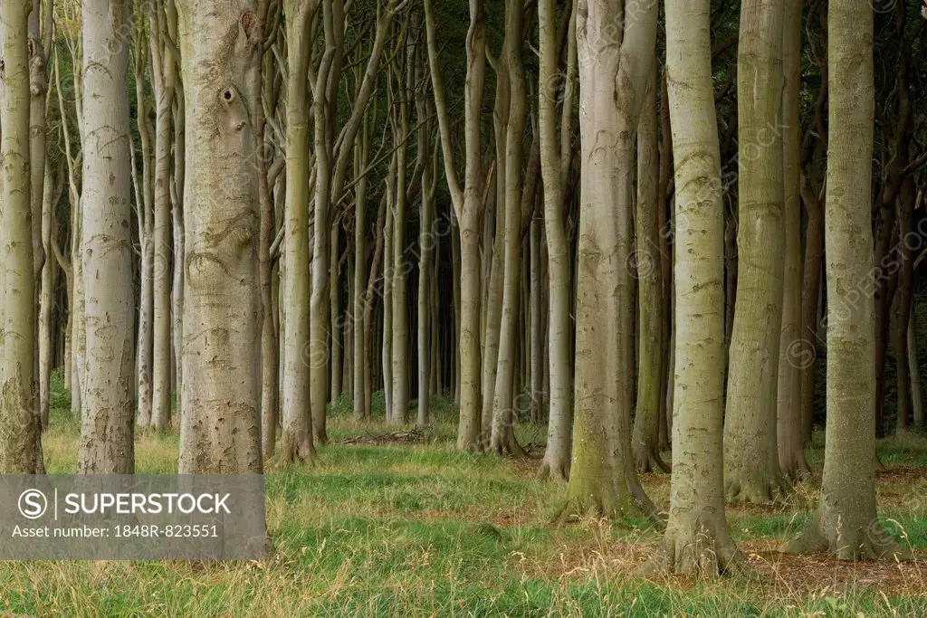Ghost Forest, beech forest, European Beech or Common Beech trees (Fagus sylvatica), Nienhagen, Mecklenburg-Western Pomerania, Germany