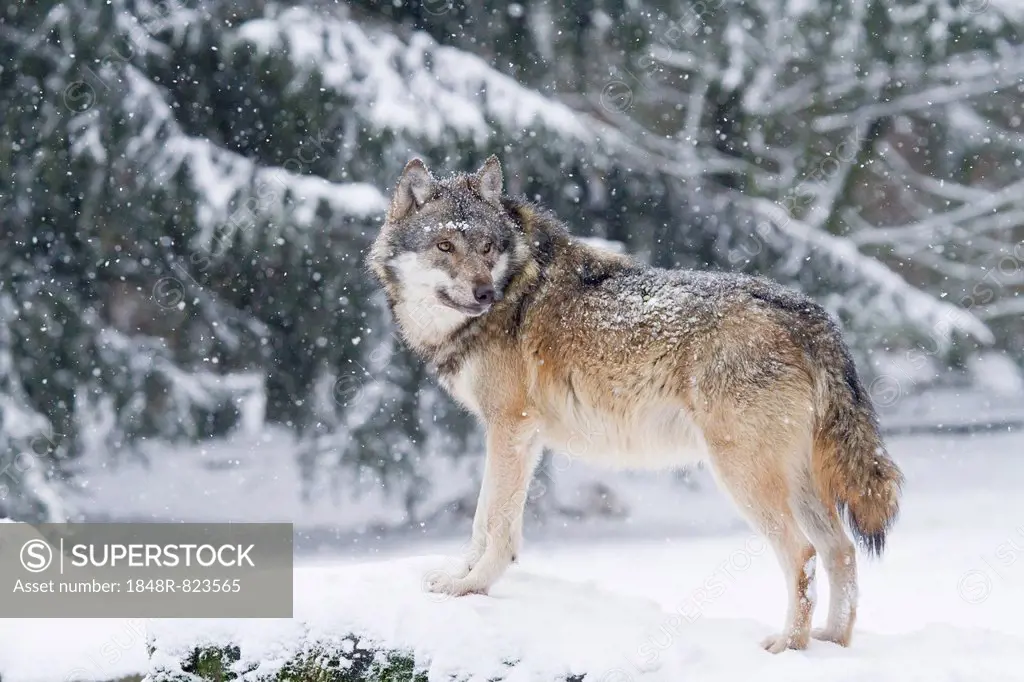 Wolf (Canis lupus) standing in the snow, Hesse, Germany