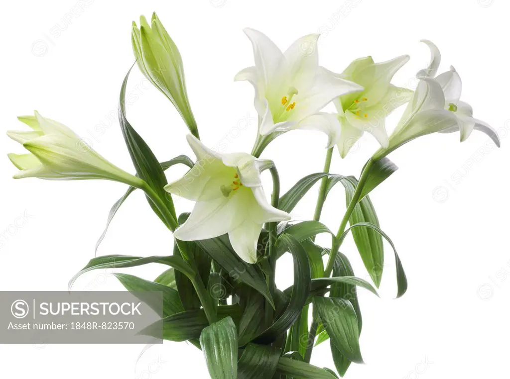 Easter lilies (Lilium longiflorum)