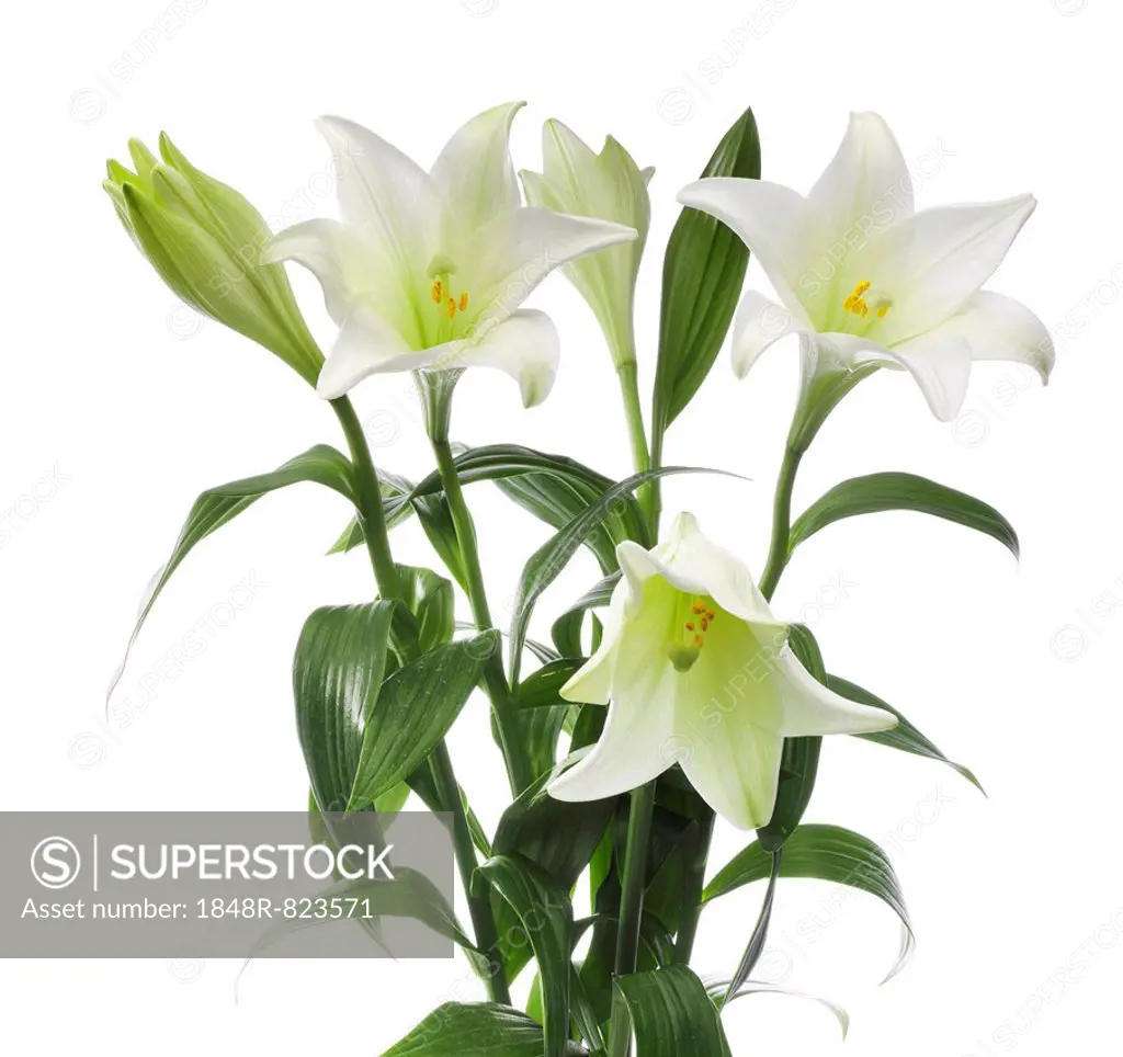 Easter lilies (Lilium longiflorum)