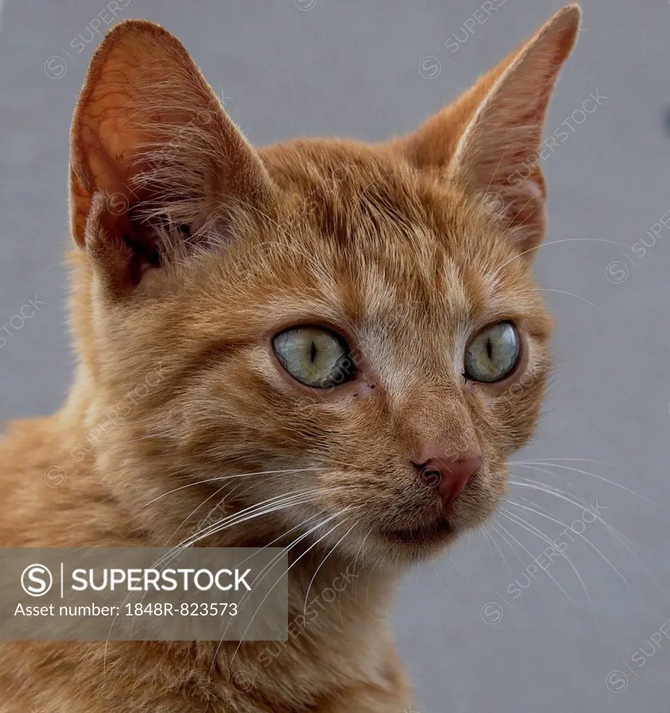 Red tabby cat, portrait