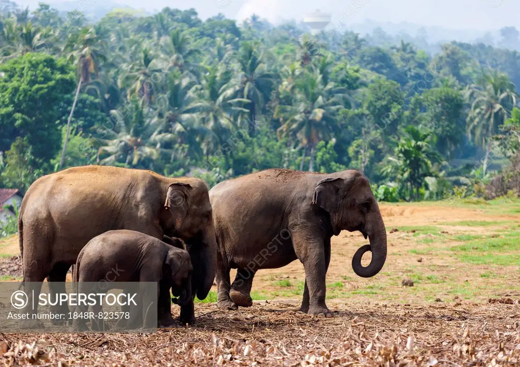 Asian elephants (Elephas maximus) feeding in the Pinnawela Elephants Orphanage, Pinnawela, Sri Lanka