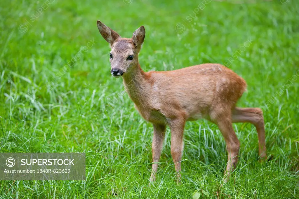 Roe Deer (Capreolus capreolus), fawn standing on a meadow, captive, Thuringia, Germany