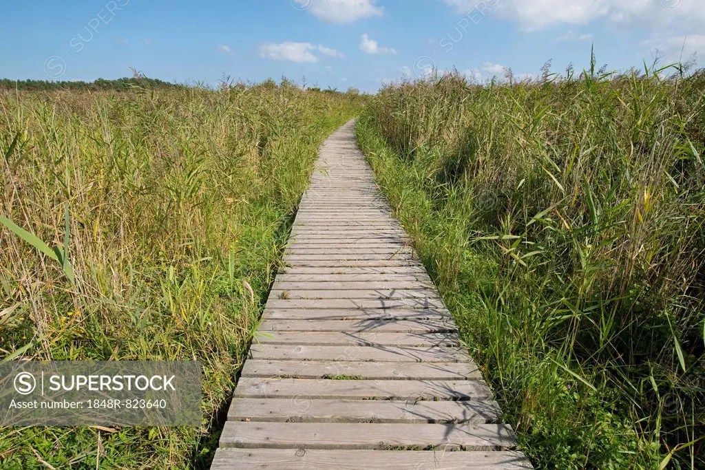 Boardwalk through reed (Phragmites australis), Darß, Western Pomerania Lagoon Area National Park, Mecklenburg-Vorpommern, Germany