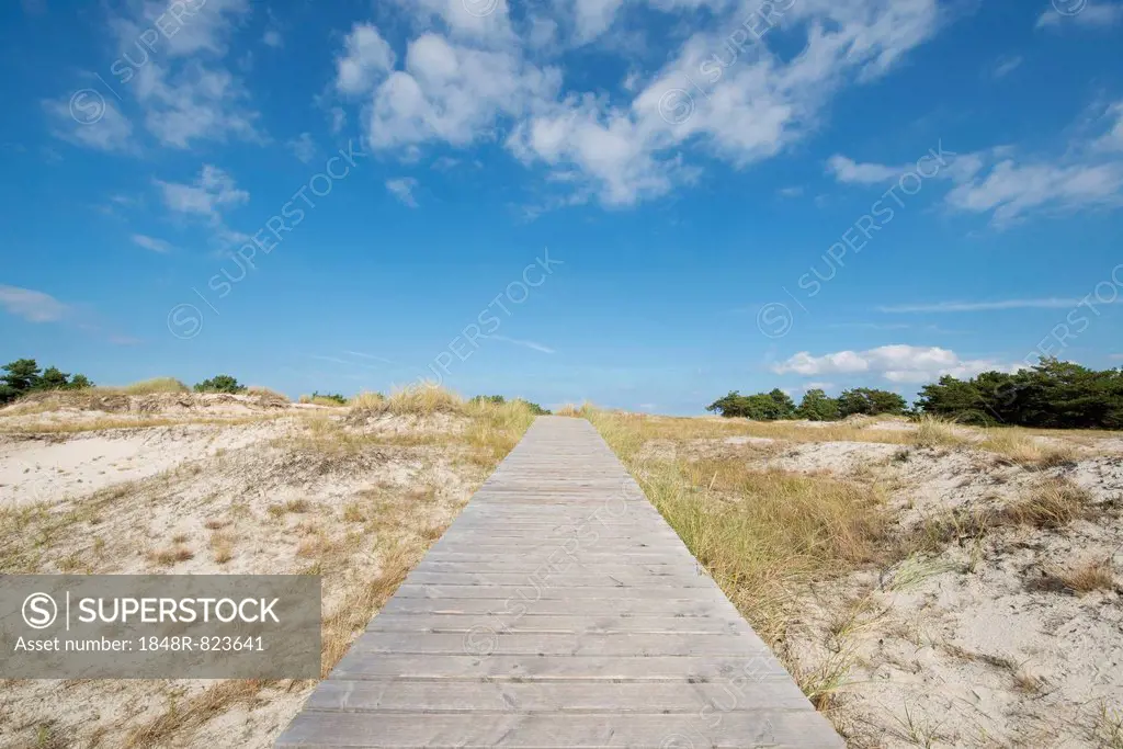 Boardwalk through the dunes, Darß, Western Pomerania Lagoon Area National Park, Mecklenburg-Vorpommern, Germany