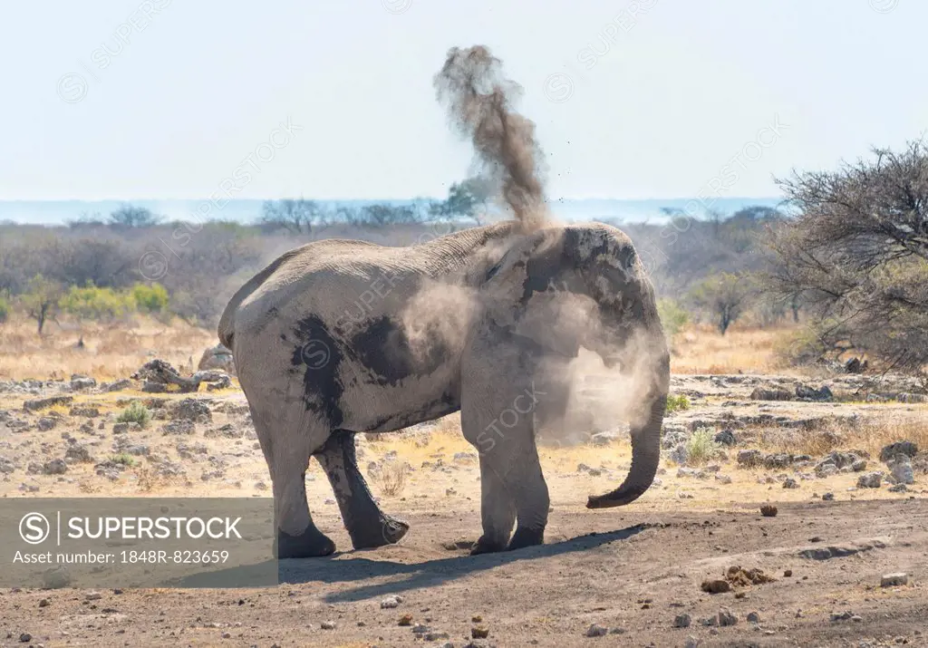 African Bush Elephant (Loxodonta africana) taking a dust bath, Koinachas waterhole, Etosha National Park, Namibia