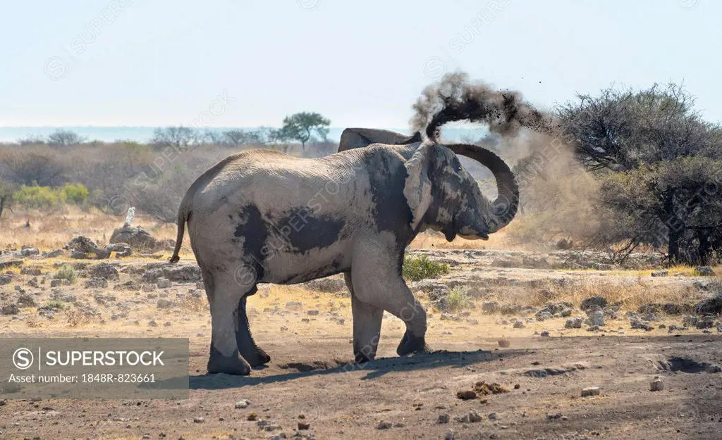 African Bush Elephant (Loxodonta africana) taking a dust bath, Koinachas waterhole, Etosha National Park, Namibia