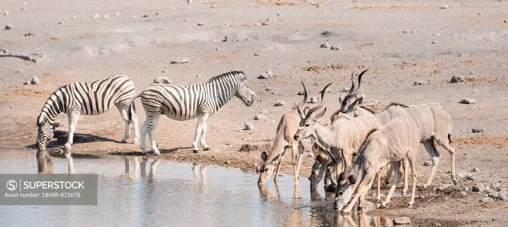 Burchell's zebras (Equus quagga burchelli) and Greater kudus (Tragelaphus strepsiceros), Chudop waterhole, Etosha National Park, Namibia
