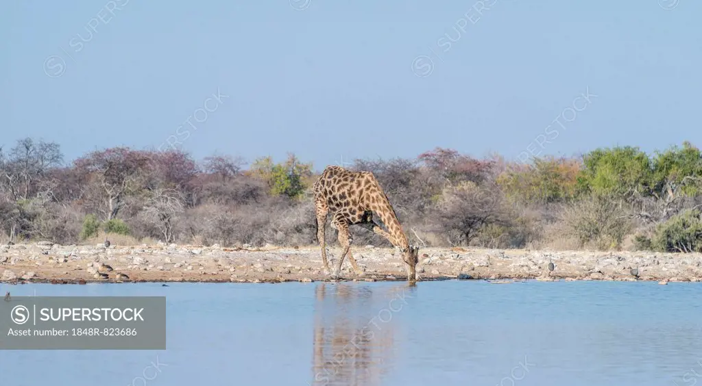 Giraffe (Giraffa camelopardis) drinking, waterhole Klein Namutoni, Etosha National Park, Namibia