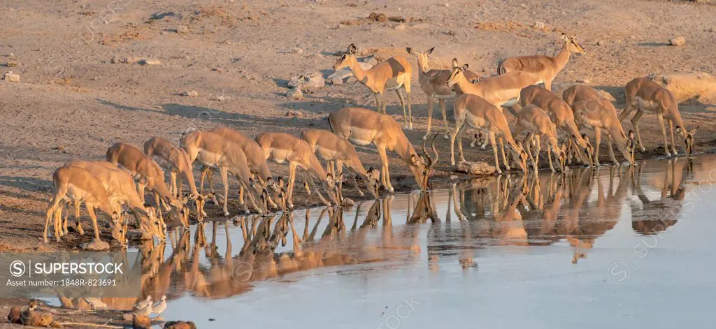 Herd of Black Nose Impalas (Aepyceros melampus petersi) drinking at water, Chudop waterhole, Etosha National Park, Namibia