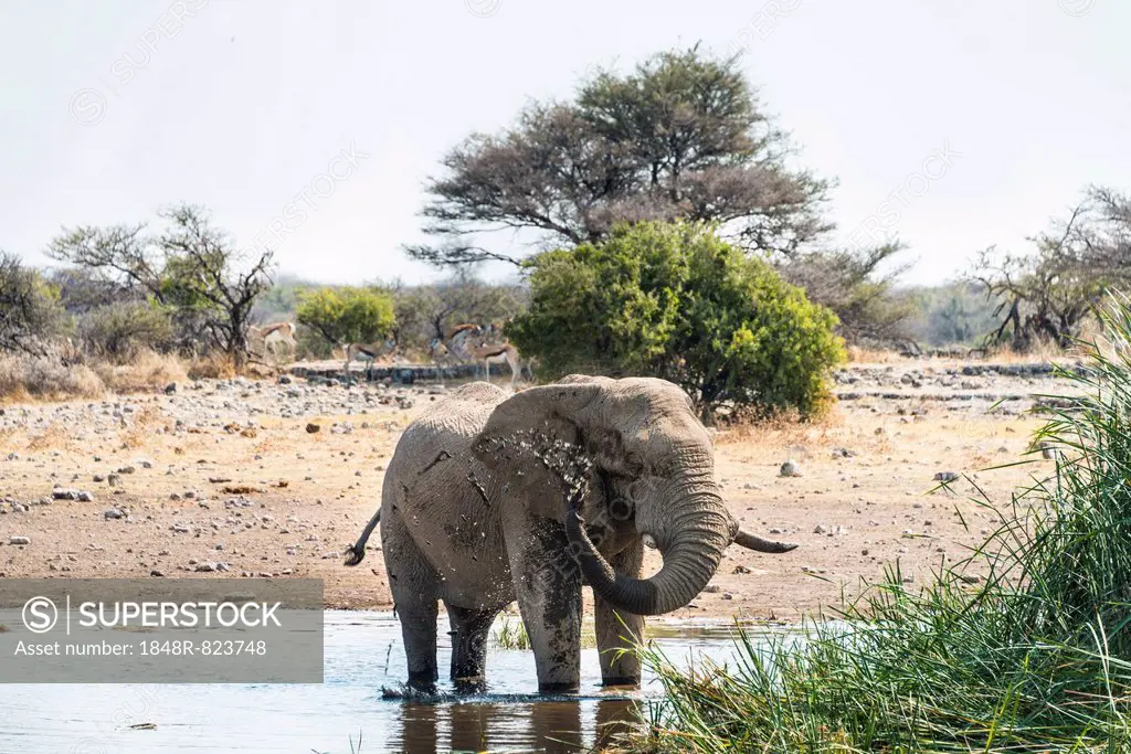 African Elephant (Loxodonta africana) drinking in the water, Etosha National Park, Koinachas waterhole, Namibia