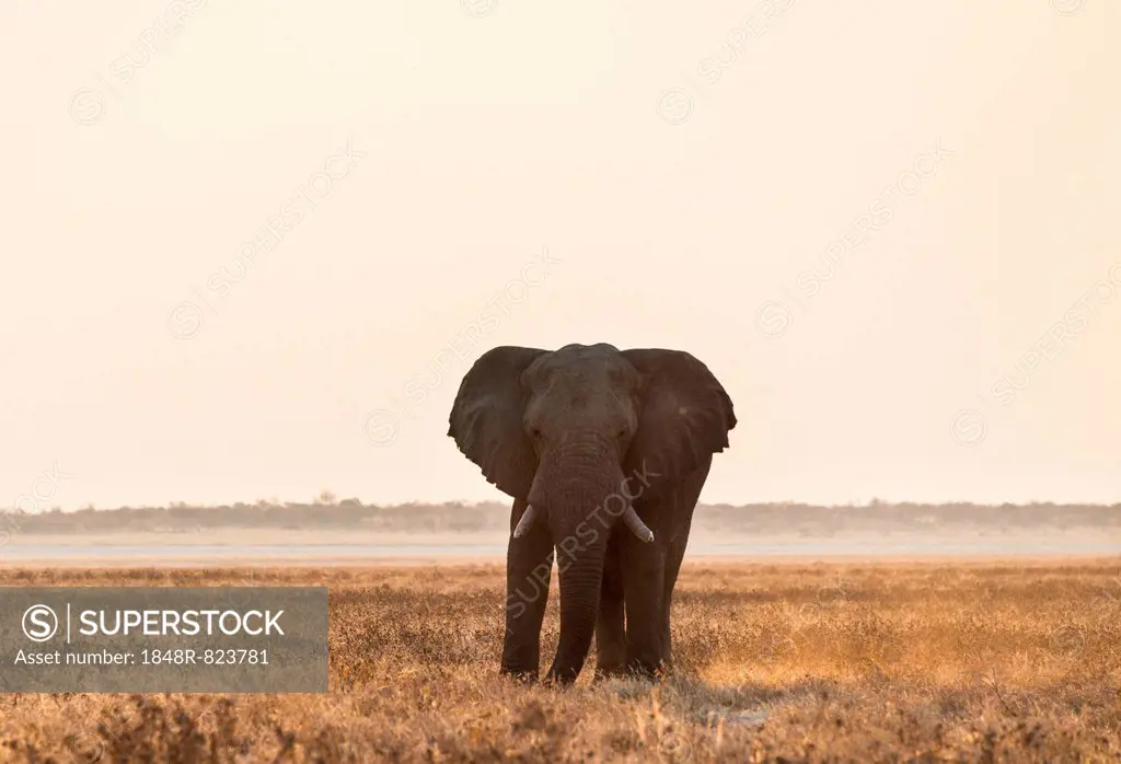 Elephant walking over the dry grasslands, African Elephant (Loxodonta africana), Etosha National Park, Namibia