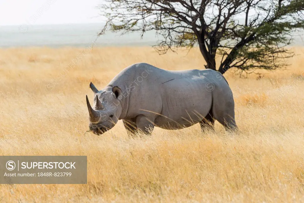 Black Rhino (Diceros bicornis) grazing at the edge of the Etosha Pan, Etosha National Park, Namibia