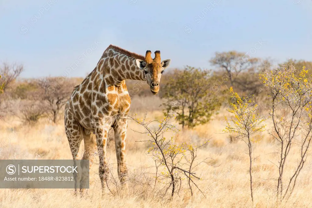 Giraffe (Giraffa camelopardalis) feeding on camelthorn-bush, Etosha National Park, Namibia