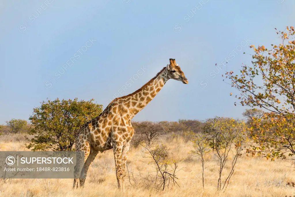 Giraffe (Giraffa camelopardalis), Etosha National Park, Namibia