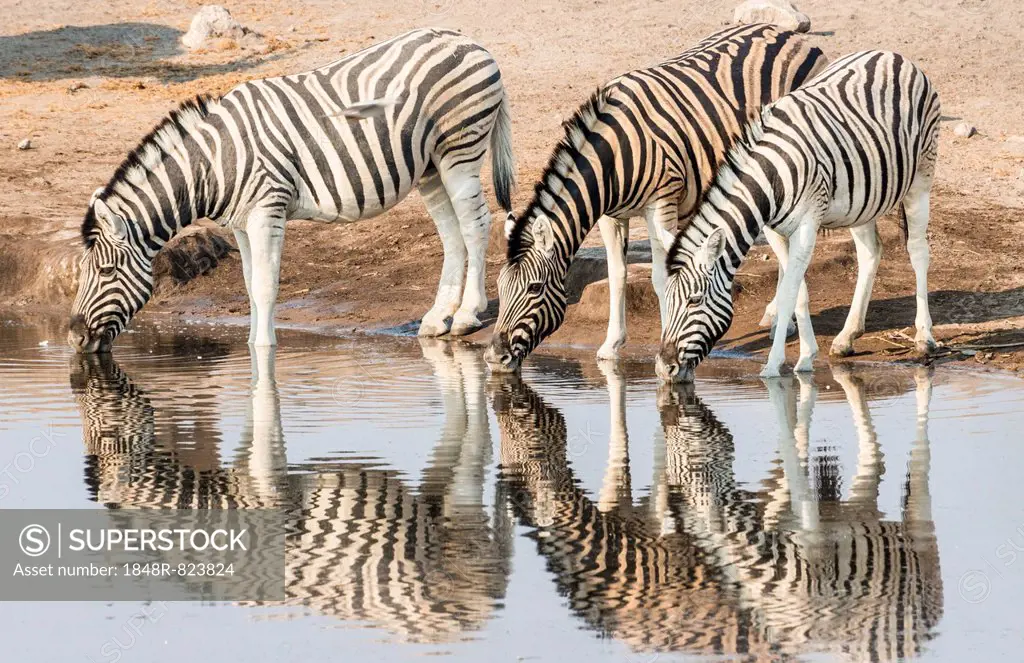 Three Burchell's Zebras (Equus quagga burchellii) drinking at water, Chudop water hole, Etosha National Park, Namibia
