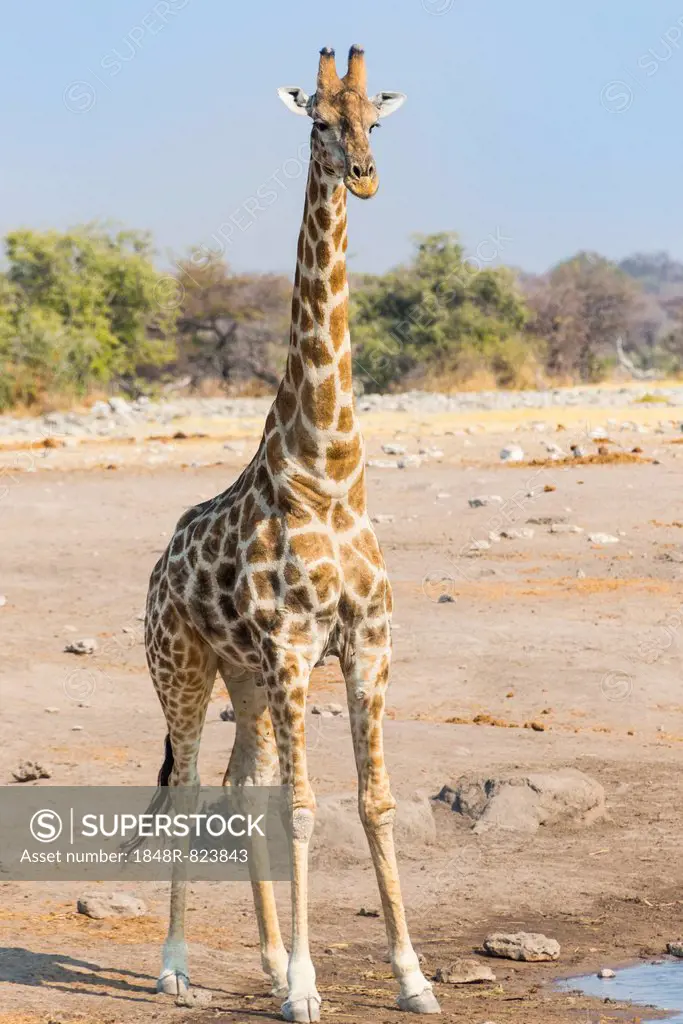 Giraffe (Giraffa camelopardalis) is at the Chudob waterhole, Etosha National Park, Namibia
