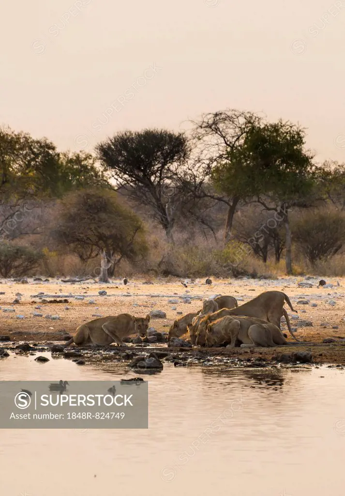 Pride of lions (Panthera leo) drinking at the Klein Namutoni waterhole, Etosha National Park, Namibia